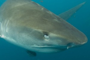 @M. Dupuis - membrane nictitante - requin tigre - Galeocerdo cuvier
