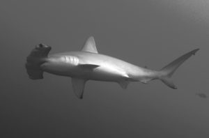 ©M. Dupuis - Sphyrna lewini - requin marteau halicorne - droits réservés