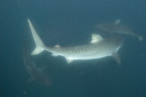 ©M. Dupuis - Galeocerdo cuvier, requin tigre en Afrique du Sud, océan indien