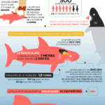 ARTE : 4 épisodes sur les requins, à découvrir!