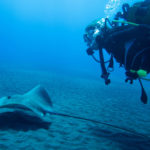 Raie Fouet or Pink Whipray (Pateobatis fai): a vulnerable species