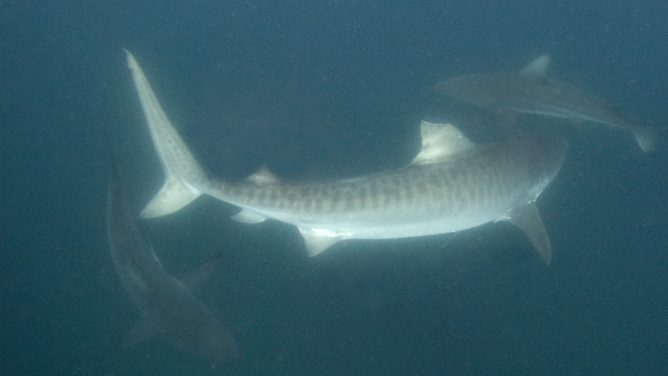 Halte au massacre des requins tigres!