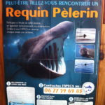 affiche pour le recensement des requins pèlerins en Bretagne