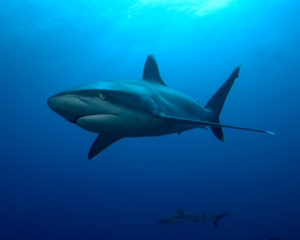 DSC_0103 - requin du récif à pointes blanches pour blog