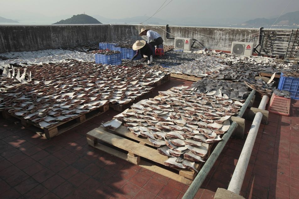 workers-lay-out-pieces-of-shark-fin-to-dry-on-a-roof