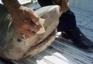 requin blanc mort tenu par un pêcheur - source AFP