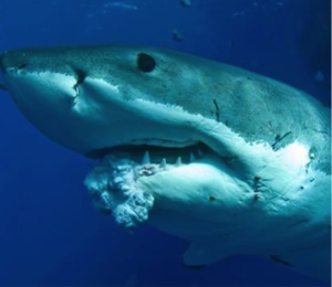 A tumour on the lower jaw of a great white shark: it's the first documented tumour in this species. The great white's tumour measured 1 foot long and 1 foot wide, according to a study describing the tumours published online in November in the Journal of Fish Diseases. Credit: Andrew Fox and Sam Cahir, near the Neptune Islands, South Australia Récemment, des chercheurs en Australie ont remarqué une grosse tumeur dépassant de la gueule d’un grand requin blanc. La tumeur mesurait environ 30cm de long sur 30cm de large, selon une étude décrivant les tumeurs, publiée dans le Journal en ligne « Fish Diseases » en novembre 2013. Crédit: Andrew Fox and Sam Cahir, près des îles Neptune, South Australia 