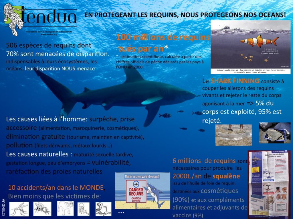 affiche requins 2015