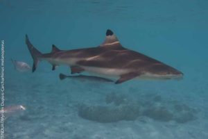 requin pointe noire, requin de récif