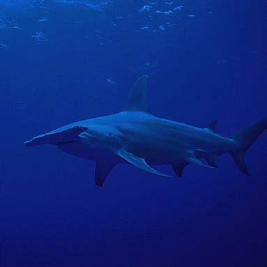 Grand requin marteau