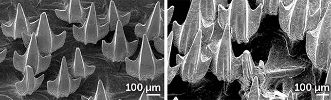 Scanning electron micrographs show that the denticles of puffadder shysharks kept in pH 7.3 water for nine weeks (right) were substantially more degraded than those of sharks kept in normal ocean water (left).
J. DZIERGWA ET AL/SCIENTIFIC REPORTS 2019