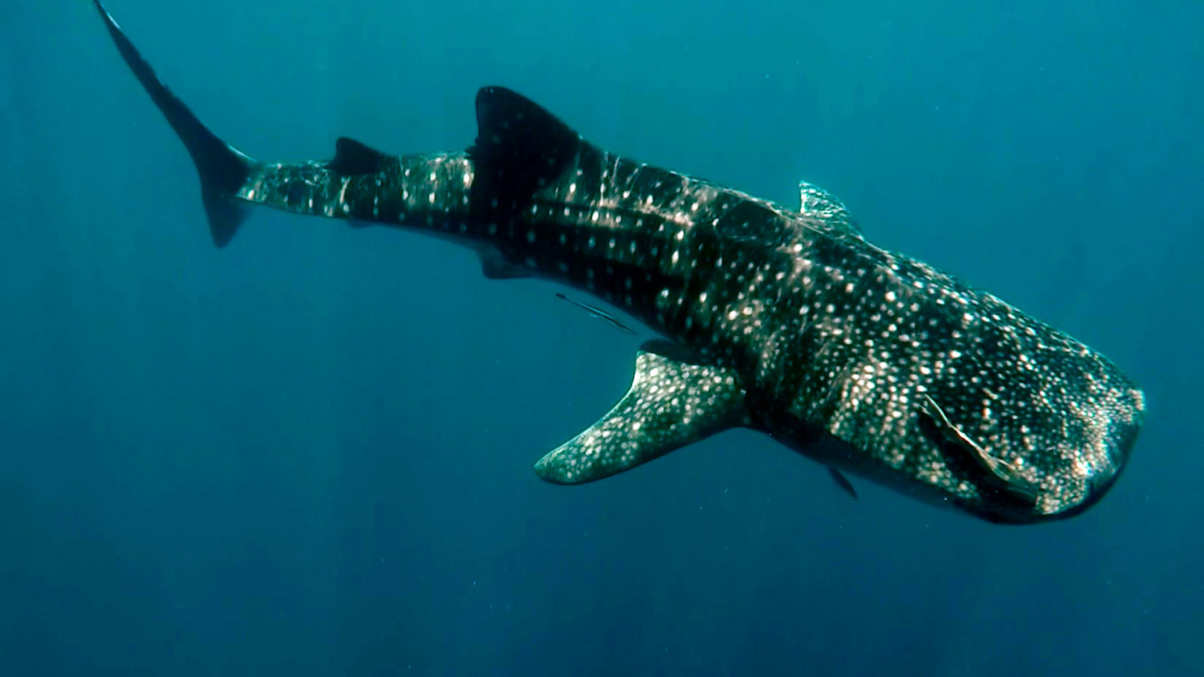 requin-baleine, Nosy Be, Madagascar