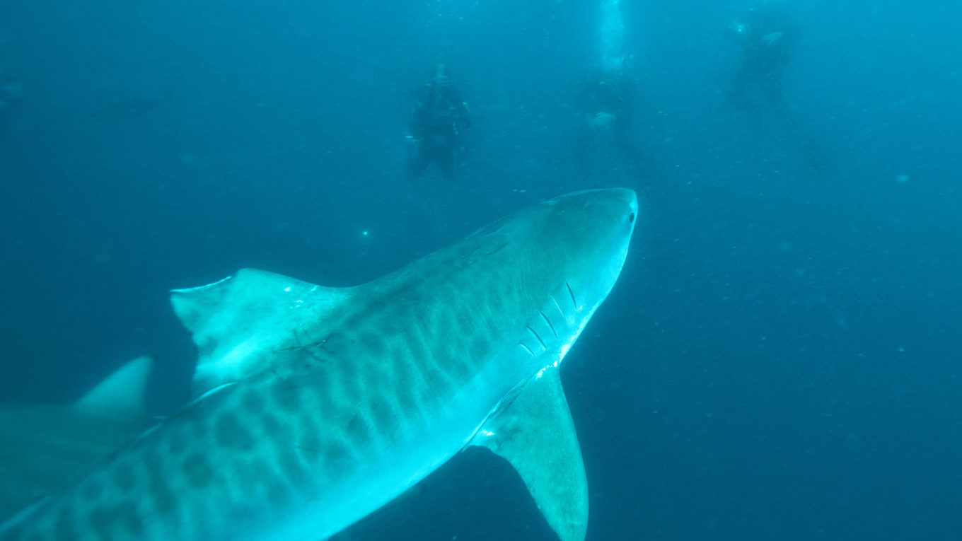 Le requin-tigre est la proie du CSR à La Réunion.