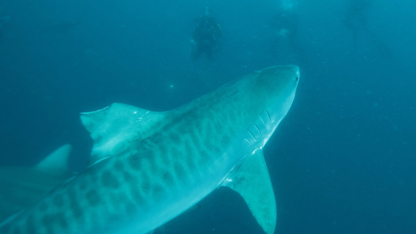 Requin-tigre et plongeur, Ocean indien