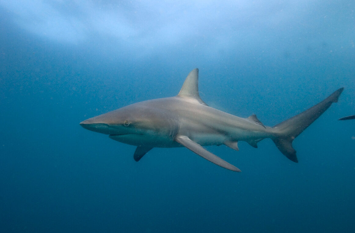 requin bordé, Carcharhinus limbatus @M.Dupuis