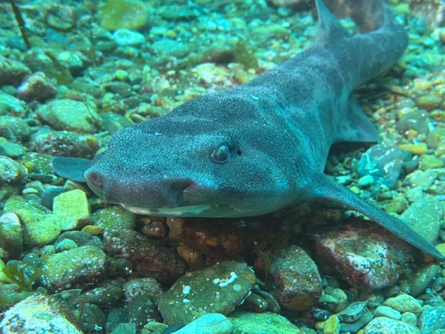 Cephaloscyllium laticeps©Myriam_Dupuis