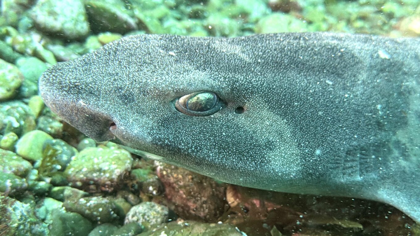 Oeil d'Holbiche grassouillette, Tasmanie
