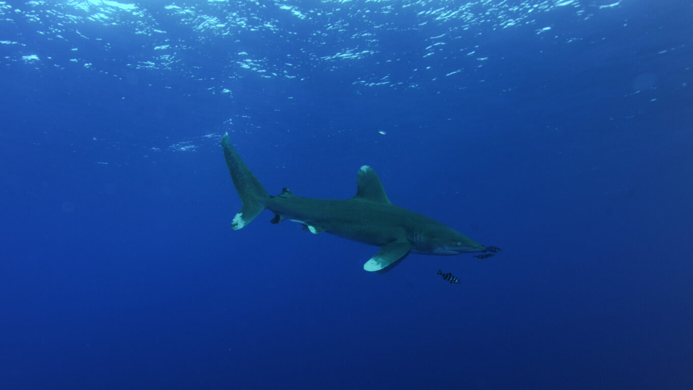 requin longimane @MyriamDupuis
